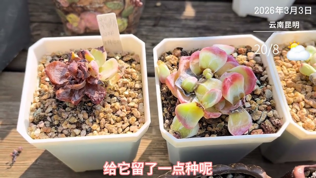 谢谢你们很努力的陪我度过了一段时光，缘起缘灭，顺其自然，随心随缘#多肉养护