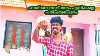 നല തര എലകള പരചയപപടടല. Rat Farming Kerala
