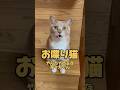 【お喋り猫】やんちゃ坊主の茶々丸くん #保護猫 #しゃべる猫 #喋る猫