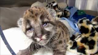 Rescued Florida Panther Kitten