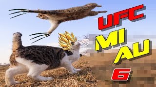 BRIGAS DE GATOS ENGRAÇADOS 6 - THE ULTIMATE CAT FIGTHER