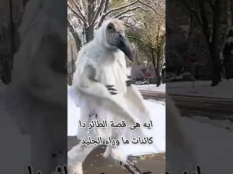 ايه هى قصة الطائر دا   كائنات ما وراء الجليد     طائر يشبه البشر