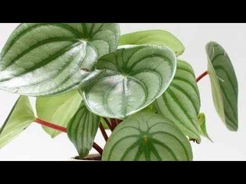 Vídeo: Crescendo peônias de folha de samambaia - Como cuidar de uma planta de peônia de folha de samambaia