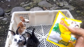 Induknya mati di usia 20 hari,begini cara memberi susu agar kelinci mau menyusu