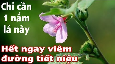 Chỉ cần 1 nắm la’ này Hết viêm đường tiết niệu, tiểu buốt tiểu dắt . PHAN HẢI Channel