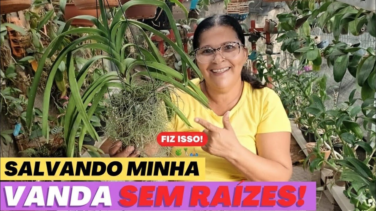 🔵COMO PROPORCIONAR MAIS UMIDADE PARA SALVAR ORQUÍDEA VANDA SEM RAÍZES E DESIDRATADA⁉️