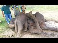 Injured Elephant mother let her baby to suckle Milk until her final breath |Mother's love never fade