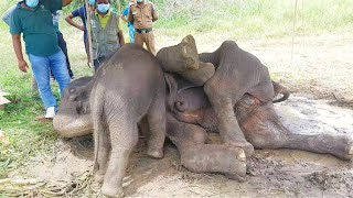 Injured Elephant mother let her baby to suckle Milk until her final breath |Mother's love never fade