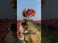 How Japan Turns a Rose Bush Into a Beautiful Rose Tree!🌹😳 #shortsvideo