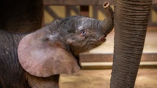 Welcoming our new Baby African Elephant! | Toledo Zoo