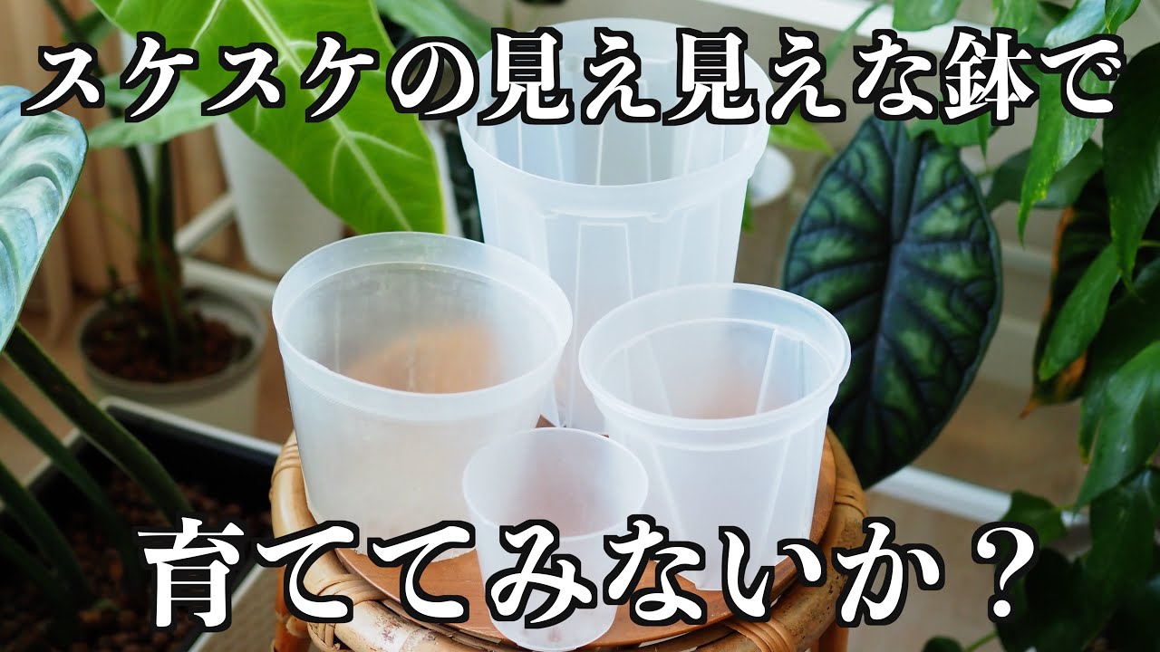 【透明鉢特集】6種類まとめて紹介｜植物の根を見て育てたい方にオススメ
