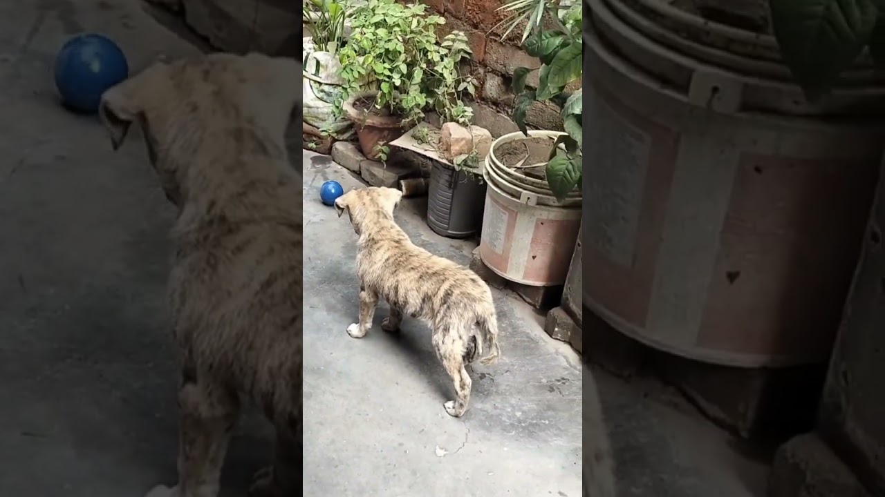 puppy fun time || funny moment puppy play with ball || 