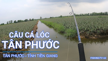 Câu cá lóc Tân Phước - Tiền Giang Tập 04 - Tiếp tục size mini | FISHINGTV-62 | #Caloc62-15