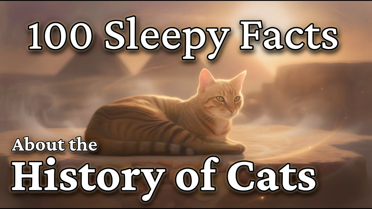 The Quiet Story of How Cats Became Our Friends | Cats for Sleep