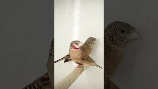 Cut Throat Finch Pair Amadina Fasciata