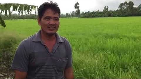 Basagran 480SL trừ cỏ cháo và cỏ chác dễ dàng #Basagran480sl #Basf