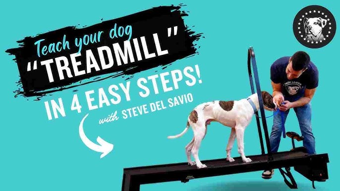 Infans Pet Treadmill Indoor Exercise For Dogs Pet Exercise