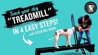 Teach Your Puppy Treadmill In 4 Easy Steps