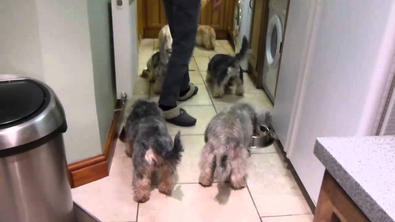 Dandie Dinmont Terrier Dinnertime - YouTube