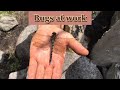 Bugs at work