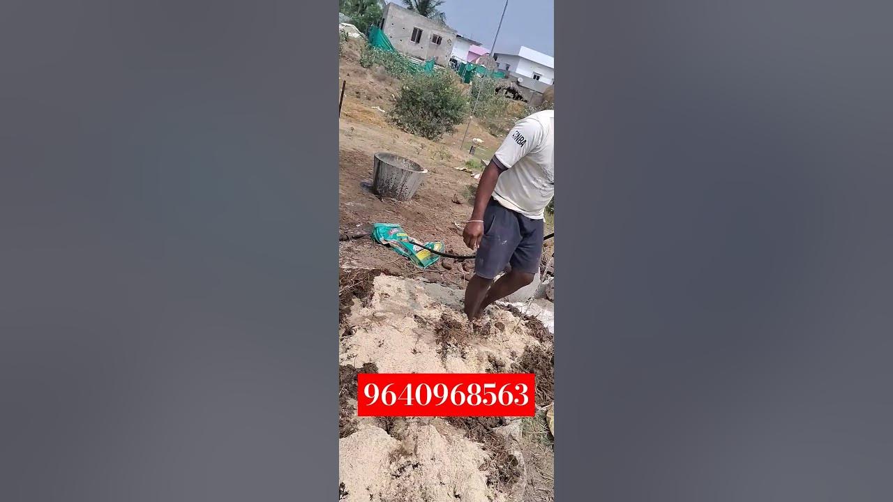 buffalo-dung-manure-is-put-in-the-pond-gk-babu-btech-fish-farmer
