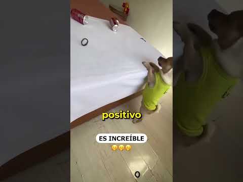 Perros entrenados