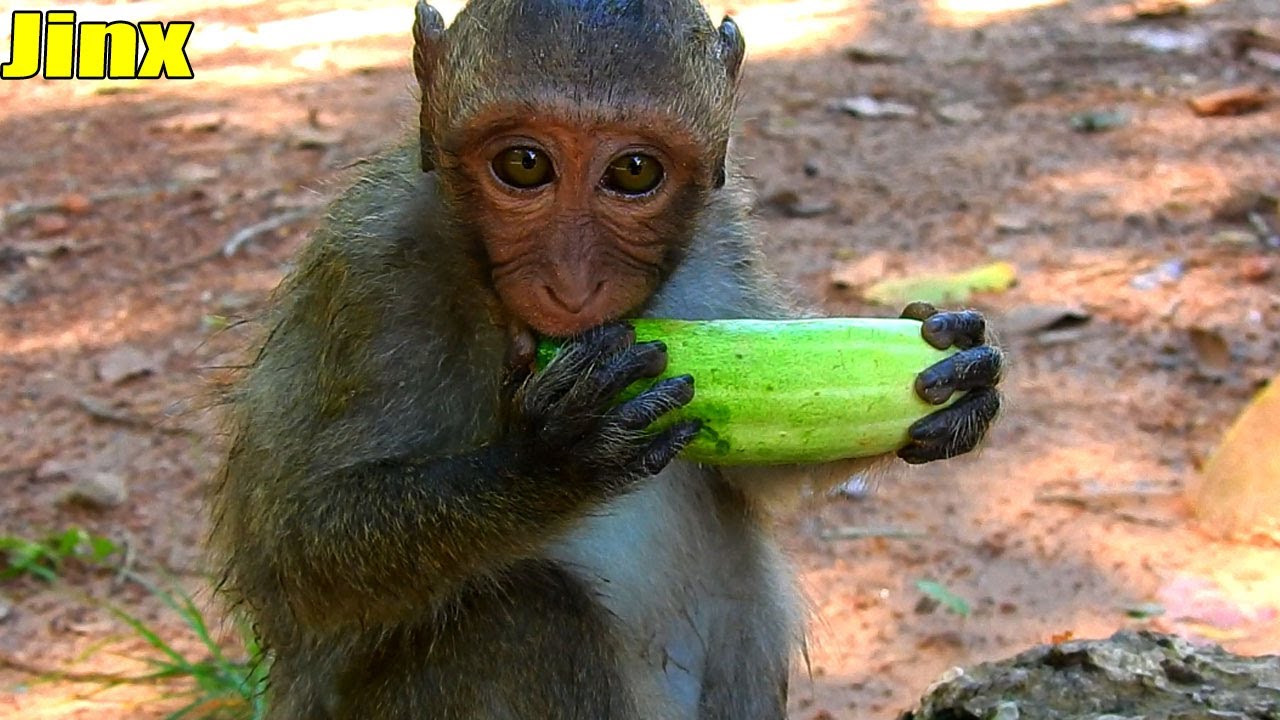 Beautiful! Baby Monkey Jinx Got Nice C-ucumber From Me And She Was Really E-njoyed S-o much.