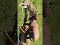 Game Drive