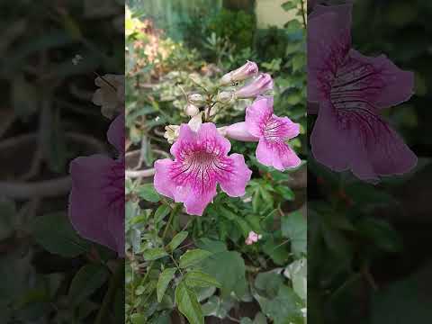 Video: Queen Of Sheba Trompet Vine Care: How To Grow A Queen Of Sheba Vine