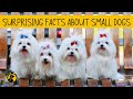 10 Surprising Facts About Small Dogs (#6 is Baffling)