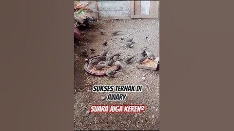 Produk aviary nggak pernah gagal