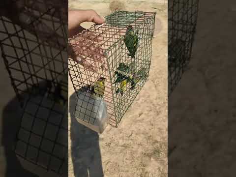 صيد طيور المهاجرة الخضري والنعار 2022