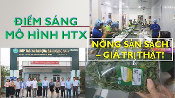 HTX Rau quả sạch Chúc Sơn – Nông sản sạch, giá trị thật! II Khuyến nông thời đại