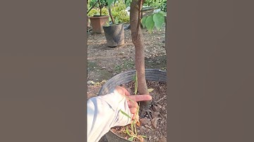 Chọn 2 cây khế chua gốc to lùn đẹp gửi khách 0977973535