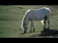 Breeding Connemara Ponies, Ireland 1971