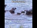 Wait For Mom's Reaction 🦛😱