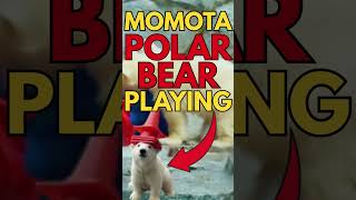Momota Polar Bear Playing