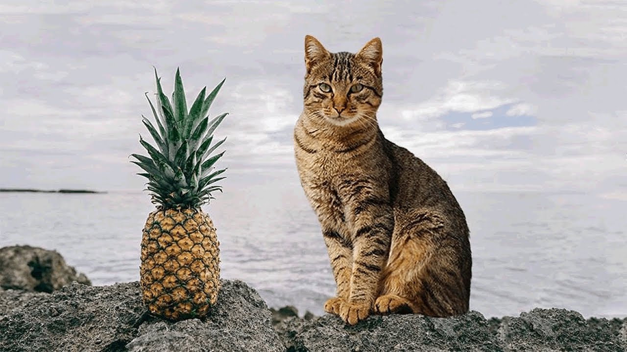 кошка с ананасом. котэ. кот в каске из арбуза. ананас и животные. ананасовый кот.