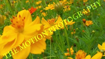 High-Quality AI  & ML Datasets for Computer Vision  Video Training #datasets #ai #ml #MLlearning #AI