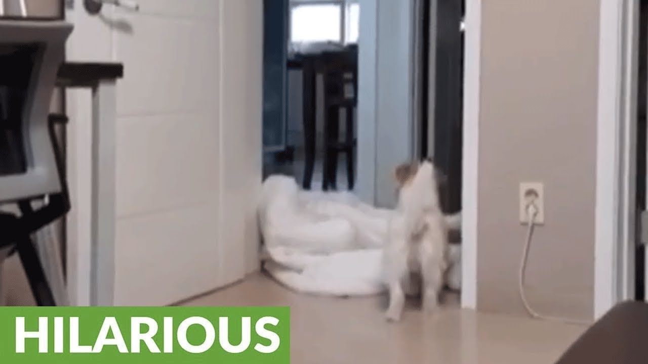 Jack Russell has priceless reaction to 'What The Fluff' challenge