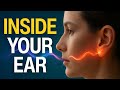 What REALLY Happens When Sound Enters Your Ear?