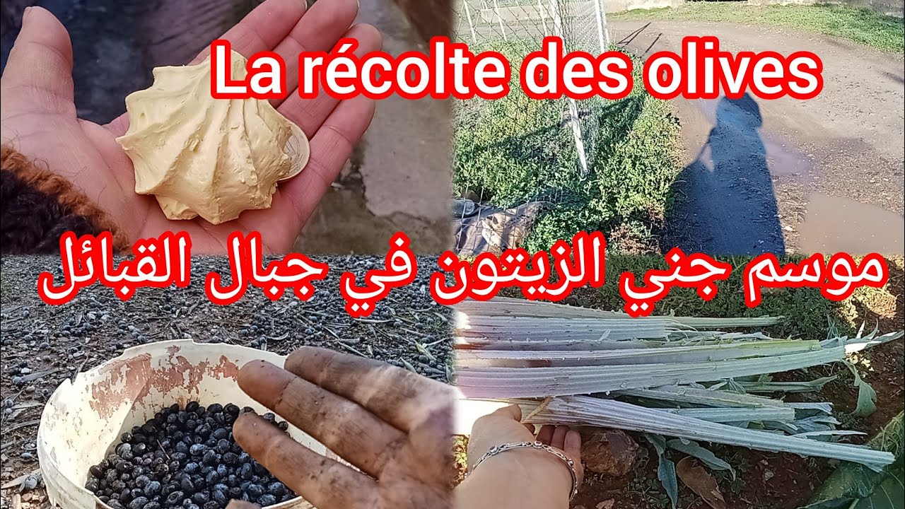 موسم جني الزيتون في جبال القبائل .الحقول زاهية. La récolte des olives en Kabylie