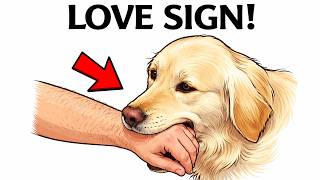 7 Signs Your Dog Has Imprinted on You (Most Owners Miss This)