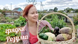 видео: Полосатые ГРЯДКИ. Хроники грядки Розума . Осень. Итоги. Часть 5 картинка: Полосатые ГРЯДКИ. Хроники грядки Розума . Осень. Итоги. Часть 5