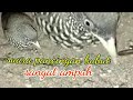 Suara pancingan bubut/puyuh sangat ampuh