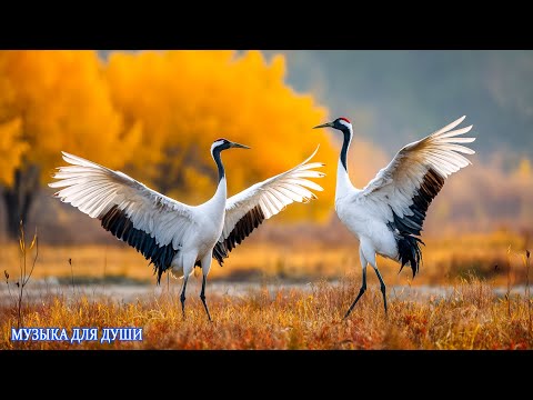 Эту музыку можно слушать вечно 1 Ч ВОЛШЕБНАЯ МУЗЫКА ДЛЯ ОТДЫХА И РЕЛАКСА Очень красивая музыка Эту музыку можно слушать вечно 1 Ч ВОЛШЕБНАЯ МУЗЫКА ДЛЯ ОТДЫХА И РЕЛАКСА Очень красивая музыка