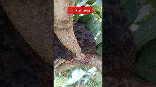 Ant 🐜 nest on himsagar mango 🥭 plant#trending #shortsfeed #viral #youtubeshorts #youtuberchannel #