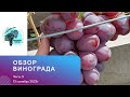 Обзор нашего винограда. Часть 3. 13.09.2023