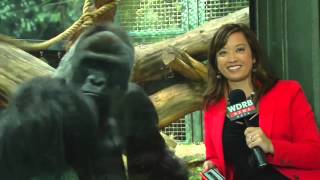 GORILLA LOVES PHONES