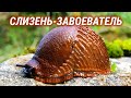 Этот слизень пожирает всё на своём пути Этот слизень пожирает всё на своём пути